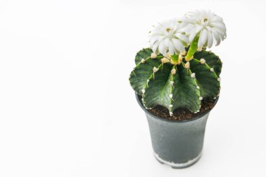 Beyaz arka planda renkli LB2178 Gymnocalycium mihanovichii grubu. Dikenli kaktüsler popülerdir ve kuraklığa karşı çok dayanıklıdırlar. Kaktüs, botanik olarak çok türlüdür..