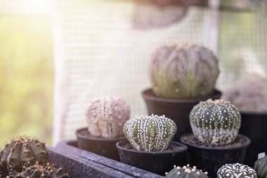 Yakın çekim Astrophytum grubu. Kaktüsler dikensiz tüylüler arasında popülerdir ve kuraklığa son derece dayanıklıdırlar. Kaktüs, botanik olarak çok türlüdür..