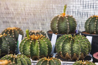 Renkli Gymnocalycium mihanovichii otu yakın çekim grubu. Kaktüsler dikenler arasında popülerdir ve kuraklığa karşı son derece dirençlidirler. Kaktüs, botanik olarak çok türlüdür..