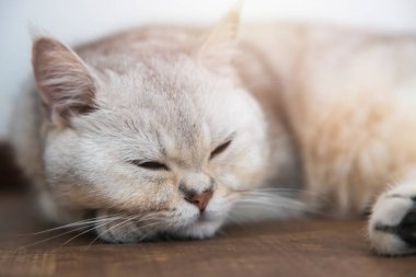 Güzel bir İngiliz kedisi Shorthair üretir. Hafif bir odada yumuşak, beyaz, gri saçlı. Kameraya doğru bakıyorum..
