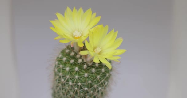 Parodia Lenninghausii Close Żółty Kaktus Wieża Żółtym Kwiatem Kaktus Jest — Wideo stockowe
