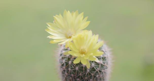 Parodia Lenninghausii Detailní Žlutý Věžový Kaktus Žlutým Květy Kaktus Populární — Stock video
