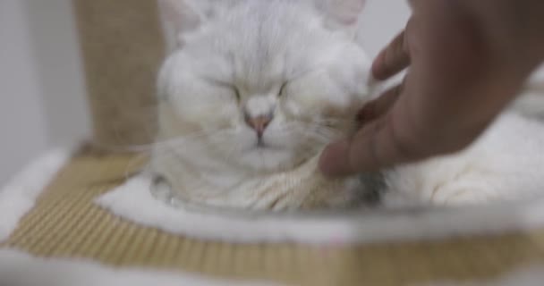 Крупный План Красивый Британский Кот Породы Shorthair Мягкие Белые Седые — стоковое видео