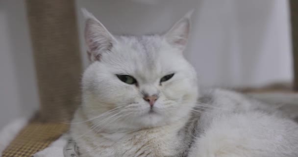 Крупный План Красивый Британский Кот Породы Shorthair Мягкие Белые Седые — стоковое видео