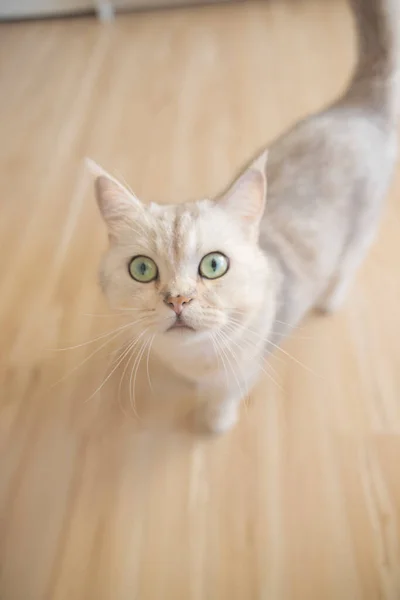 Вертикальный Снимок Британская Короткошерстная Кошка Смотрит Камеру Симпатичный Котенок Мягкий — стоковое фото