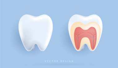 Ayrıntılı diş anatomisinin biyolojik çizimi. Tıbbi uygulamalar, internet siteleri ve hastane için diş yapısı. vektör tasarımı.