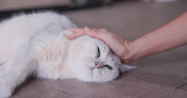 Kadın eli nazikçe bir kedinin kafasını okşuyor. Evin zemininde dinleniyordu. İnsanlar ve kedi arasındaki sevginin ifadesi. Şirin kedi yavrusu, yumuşak kürk, gri beyaz. VDO 4K.