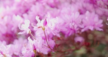 Japonya 'daki pembe Sakura çiçeklerini kapatın. Ağır çekim. 4k.