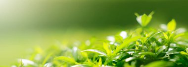 Bulanık arka planda doğa için yeşil yaprak. Bitki manzarası, ekoloji duvar kağıdı veya kapak kavramını kullanarak doğa görünümünü kapat ve alanı kopyala.