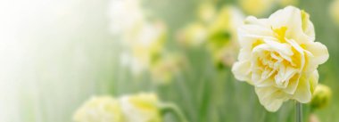 Bulanık arkaplanda sarı çiçeğin doğası. Doğa manzaralı bitki örtüsü ve yaprağı kapatın. Bitki manzarası, ekoloji duvar kağıdı ya da kapak kavramı kullanarak boşluğu kopyala.