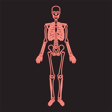 Neon insan iskeleti kırmızı renk vektör illüstrasyon resmi düz biçim ışık