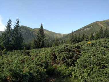 Bir dağda yetişen Noel ağaçlarının ardıçkuşları yatay bir açıya bakar.