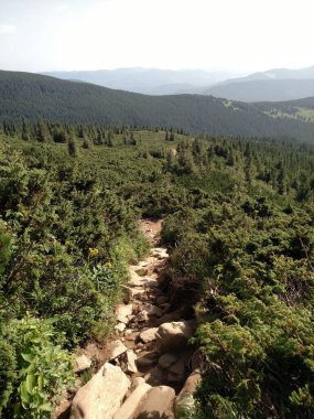 Dağ yolu yolu, Karpatlar 'da Hoverla' nın dikey olarak yürüdüğü manzaralı en alt manzaraya çıkar.