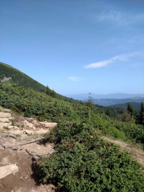 Dağ manzarası ve orman dikey renk fotoğraf görüntüsü