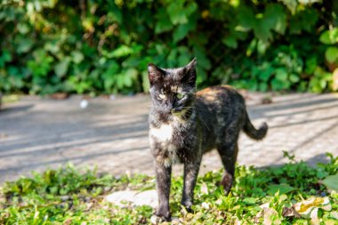 Siyah ve beyaz bir kedi, arka planda gri bir tuğla yol ve bahçede yeşil üzüm bağı yapraklarıyla güneşlenir..