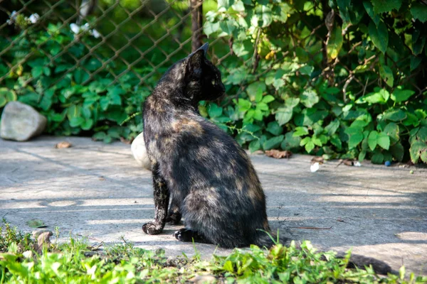 Gato Patio Blanco Negro Toma Sol Sobre Fondo Camino Ladrillo — Foto de Stock