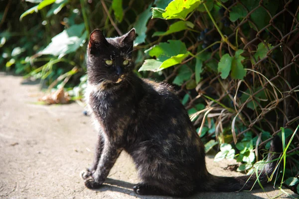 고양이 마리가 정원에 포도원의 배경으로 일광욕을 — 스톡 사진