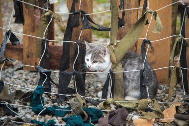 Yeşil çimenlerin ve kamuflaj ağının yanındaki küçük beyaz ve gri kedi. Kediler ya da hayvanlar hakkındaki sitelerle ilgili temalı takvimler için güzel bir fotoğraf..