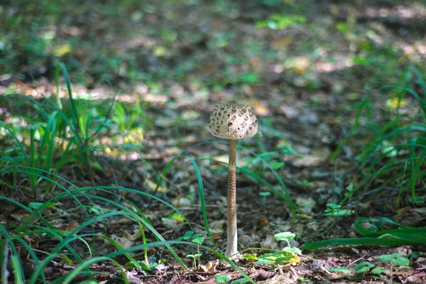 Funghi Autunno Tra Foglie Secche Alberi Una Foresta Densa Vecchia — Foto Stock