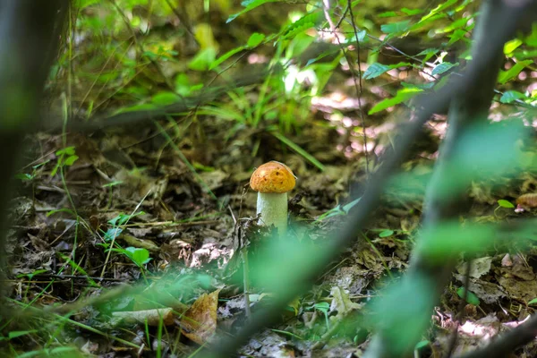 Cogumelos Outono Entre Folhas Secas Árvores Uma Floresta Densa Velha — Fotografia de Stock