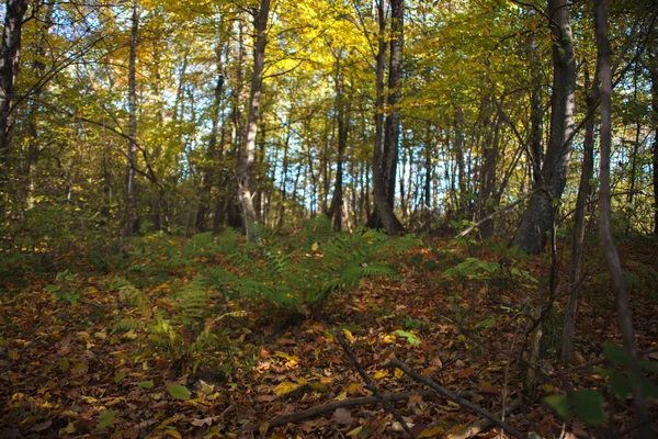 Jesienny Las Suchymi Żółtymi Opadłymi Liśćmi Suchymi Gałęziami Zieloną Paprocią — Zdjęcie stockowe