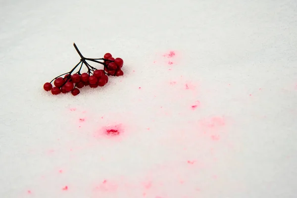 雪の上に赤いビブラムの果実 赤い斑点が周りに見え これは果実からのジュースです カレンダーのための素晴らしい創造的な写真 — ストック写真