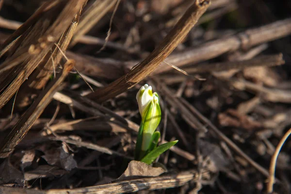 The first snowdrop flower, among dry grass, leaves, and tree branches. Spring has come, a photo that improves mood and symbolizes revival