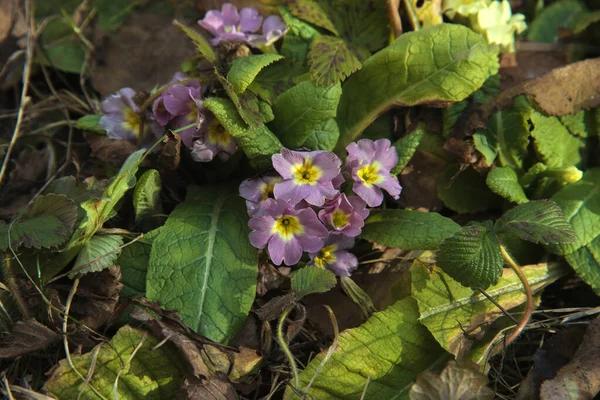 Common primroses are one of the first spring flowers to bloom in gardens and flower beds. They come in different colors, in this picture the wines are purple. They grew among dry leaves and tree branc