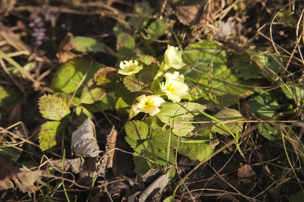 Common primroses are one of the first spring flowers to bloom in gardens and flower beds. They come in different colors, in this picture the wines are yellow . They grew among dry leaves.