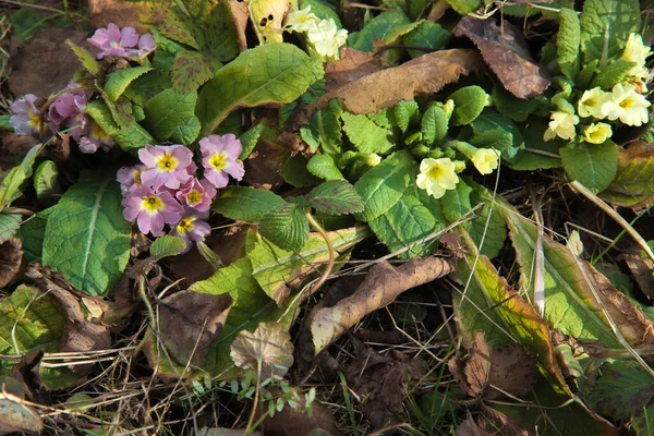 Common primroses are one of the first spring flowers to bloom in gardens and flower beds. They come in different colors, in this picture the wines are yellow and purple. They grew among dry leaves.