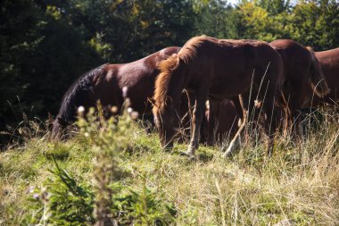 Karpat Dağları 'nda çayırlarda otlayan bir at sürüsü. Güneşli bir yaz gününde güzel bir manzara..