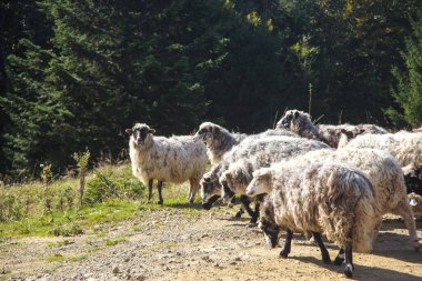 Karpat Dağları 'nda otlayan bir koyun sürüsü. Güneşli bir yaz gününde güzel bir manzara..