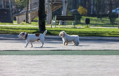 Farklı cinsten iki beyaz köpeğin bahar yürüyüşü bir park yolu boyunca..