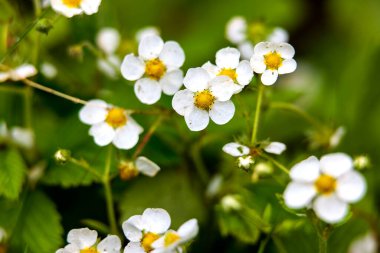 Çilek filizleniyor. Sarı merkezli küçük çiçekler ve yeşil yaprakların arasında beş beyaz taç yaprakları..