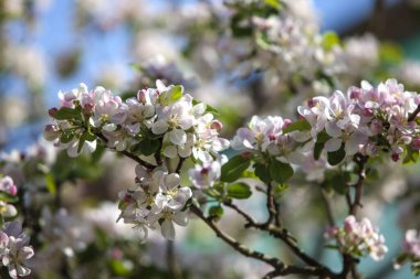 Elma çiçekleri çok güzeldir. Taç yapraklarında pembe bir renk olan beyaz çiçekler. İlkbaharda ağaçların çiçek açması her zaman bir hava yaratır, çok güzeldir..