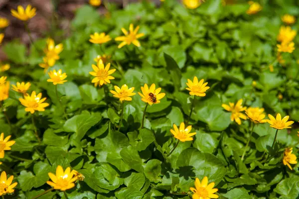 Sarı kır çiçekleri bataklık çiçekleridir. İlkbaharda çiçeklerin açması her zaman bir hava yaratır, çok güzeldir..