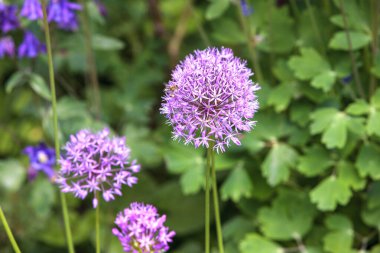Canlı mor Allium çiçekleri (Allium spp.) Her biri küresel bir küme oluşturan sayısız küçük çiçekten oluşan yakın planda gösterilir. Çiçeklerden birine tünemiş bir arı, tozlaşma aktivitesi olduğunu gösteriyor.. 