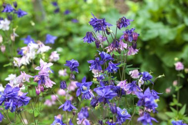 Mor ve pembe çan şeklinde çiçekler, muhtemelen Columbinler (* Aquilegia *), yeşil yaprakların arasında çiçek açmaktadır. Yapraklar koyu mor ve parlak mor renklerin karışımını gösteriyor..