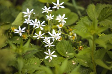Narin beyaz çiçekler, muhtemelen Stellaria holostea, yıldız şeklinde taç yaprakları kümeler halinde dizilmiş. Bu çiçekler, tırtıklı kenarları olan yemyeşil yapraklarla çevrilidir. Çiçekler yoğun yapraklara karşı duruyor, ince gövdeleri gösteriyor..
