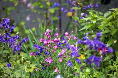 Mor ve pembe çan şeklinde çiçekler, muhtemelen Columbinler (* Aquilegia *), yeşil yaprakların arasında çiçek açmaktadır. Yapraklar koyu mor ve parlak mor renklerin karışımını gösteriyor..