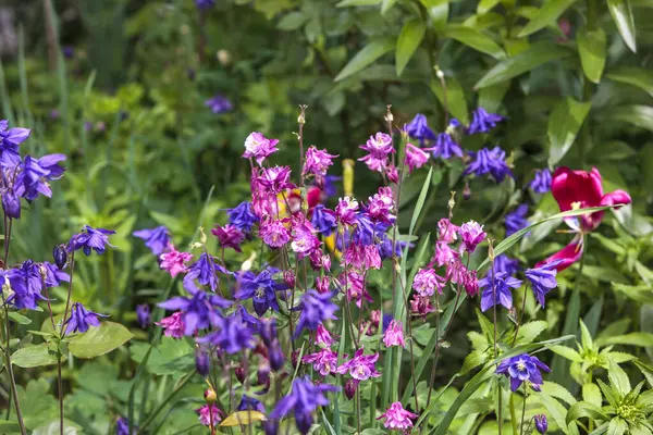 Mor ve pembe çan şeklinde çiçekler, muhtemelen Columbinler (* Aquilegia *), yeşil yaprakların arasında çiçek açmaktadır. Yapraklar koyu mor ve parlak mor renklerin karışımını gösteriyor..
