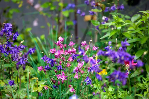 Mor ve pembe çan şeklinde çiçekler, muhtemelen Columbinler (* Aquilegia *), yeşil yaprakların arasında çiçek açmaktadır. Yapraklar koyu mor ve parlak mor renklerin karışımını gösteriyor..