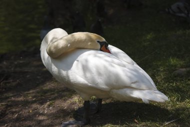 Beyaz bir kuğu (* Cygnus olor *) çimenli bir gölet kenarında durur, tüylerini kabartırken boynu zarifçe kıvrılmıştır. Kuğunun tüyleri parlak beyazdır, koyu perdeli ayakları ve turuncu-siyah gagasıyla çelişir.. 