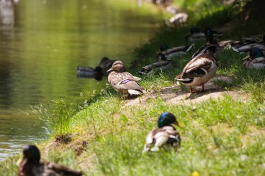 Mallard ördekleri (* Anas platyrhynchos *) bir gölün çimenli kıyısında dinlenirler. Ön planda yeşil çimen ve güneş ışığının bir karışımı yer almakta olup, bazı ördekler koyu yeşil başlıklarla karakterize edilen belirgin tüylerini sergilemektedirler.. 