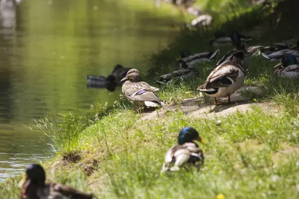 Mallard ördekleri (* Anas platyrhynchos *) bir gölün çimenli kıyısında dinlenirler. Ön planda yeşil çimen ve güneş ışığının bir karışımı yer almakta olup, bazı ördekler koyu yeşil başlıklarla karakterize edilen belirgin tüylerini sergilemektedirler.. 