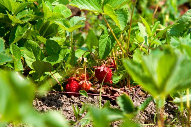 Olgun kırmızı çilekler (Fragaria ananassa) bir bahçe ortamında yemyeşil yaprakların arasında yuva yapar. Çilekler kısmen yaprakların altında saklı. Toprağa yakın büyüyorlar..