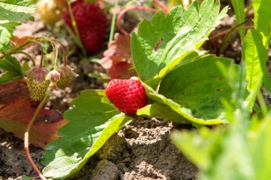 Olgun kırmızı çilekler (Fragaria ananassa) bir bahçe ortamında yemyeşil yaprakların arasında yuva yapar. Çilekler kısmen yaprakların altında saklı. Toprağa yakın büyüyorlar..