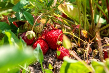 Olgun kırmızı çilekler (Fragaria ananassa) bir bahçe ortamında yemyeşil yaprakların arasında yuva yapar. Çilekler kısmen yaprakların altında saklı. Toprağa yakın büyüyorlar..