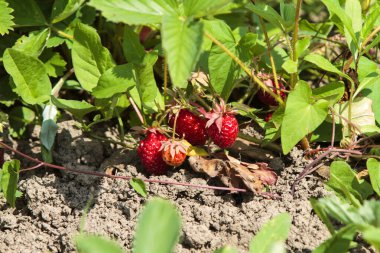Olgun kırmızı çilekler (Fragaria ananassa) bir bahçe ortamında yemyeşil yaprakların arasında yuva yapar. Çilekler kısmen yaprakların altında saklı. Toprağa yakın büyüyorlar..