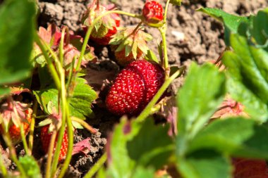 Olgun kırmızı çilekler (Fragaria ananassa) bir bahçe ortamında yemyeşil yaprakların arasında yuva yapar. Çilekler kısmen yaprakların altında saklı. Toprağa yakın büyüyorlar..